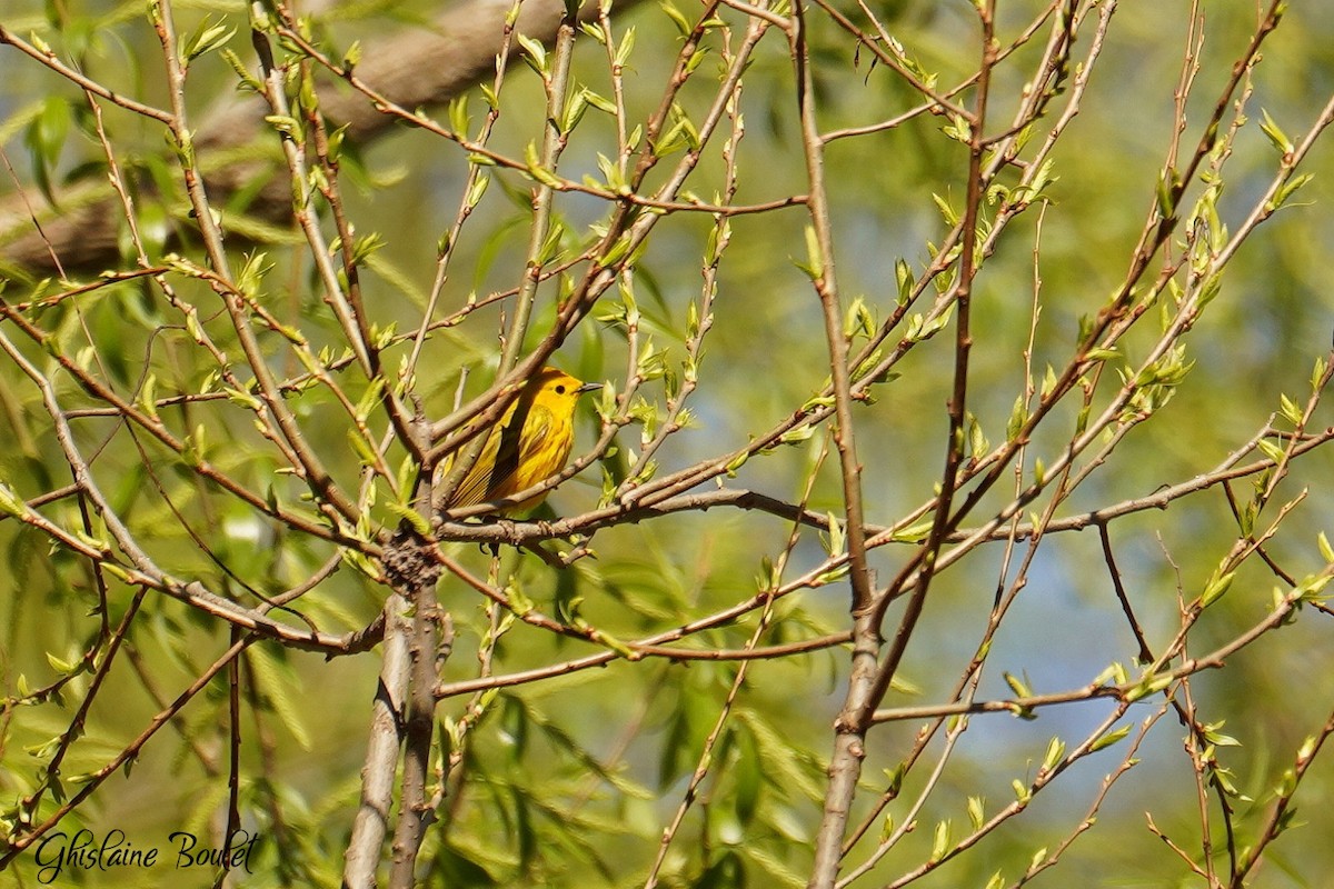 Yellow Warbler - Ghislaine Boulet 🦉