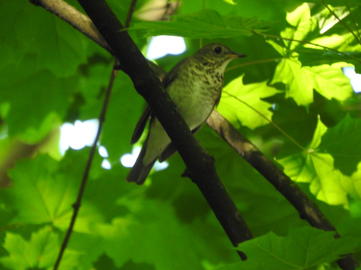 Gray-cheeked Thrush - Ron Marek