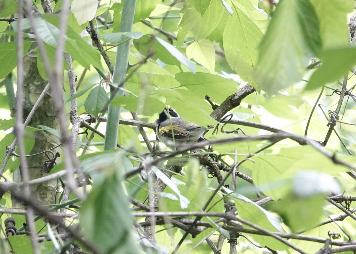 Golden-winged Warbler - Guy Foulks🍀