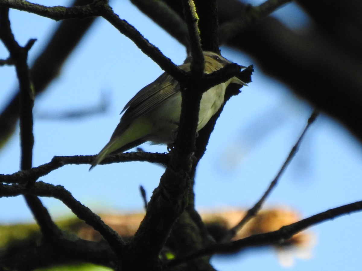 Red-eyed Vireo - Ron Marek