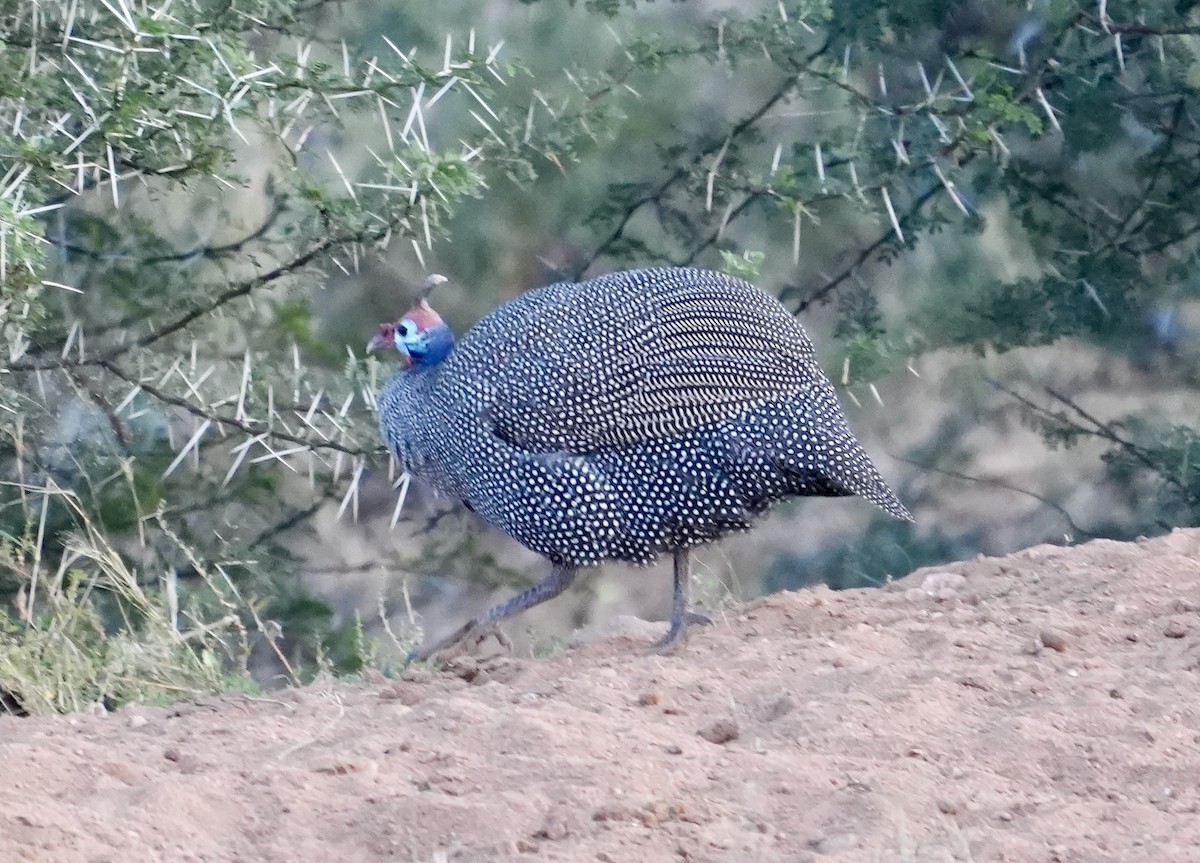 Helmeted Guineafowl - ML618671541