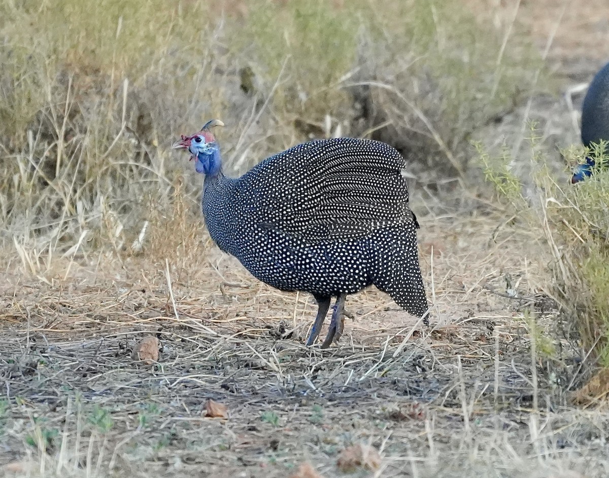 Helmeted Guineafowl - ML618671542