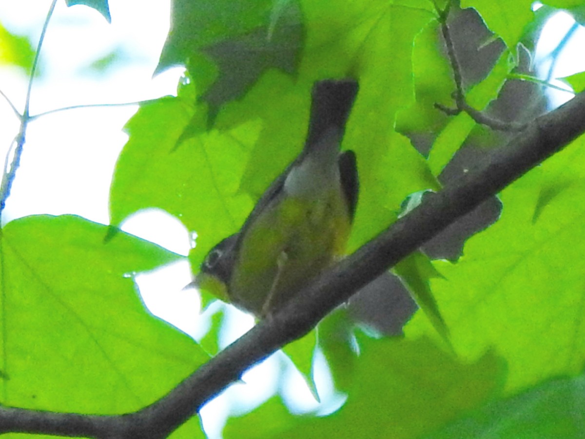 Canada Warbler - Ron Marek