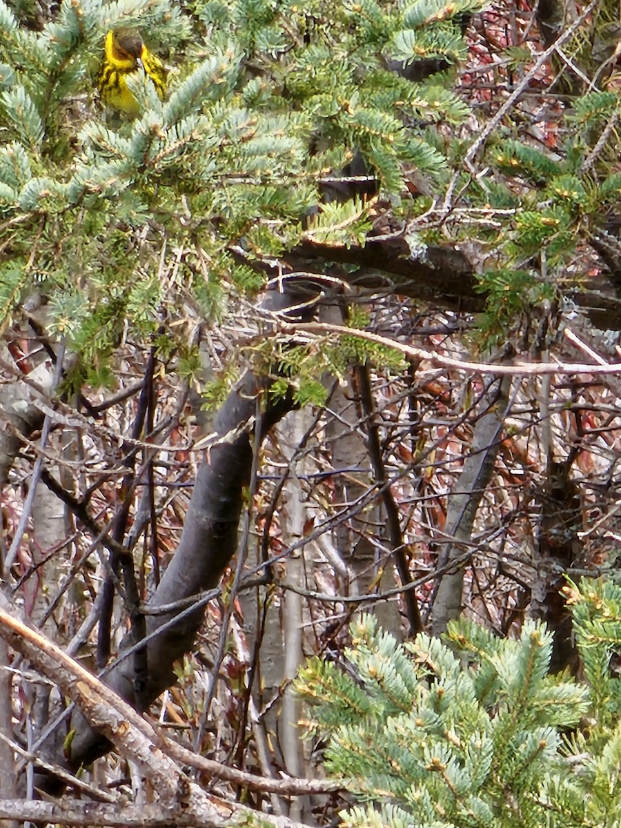 Cape May Warbler - ML618671608