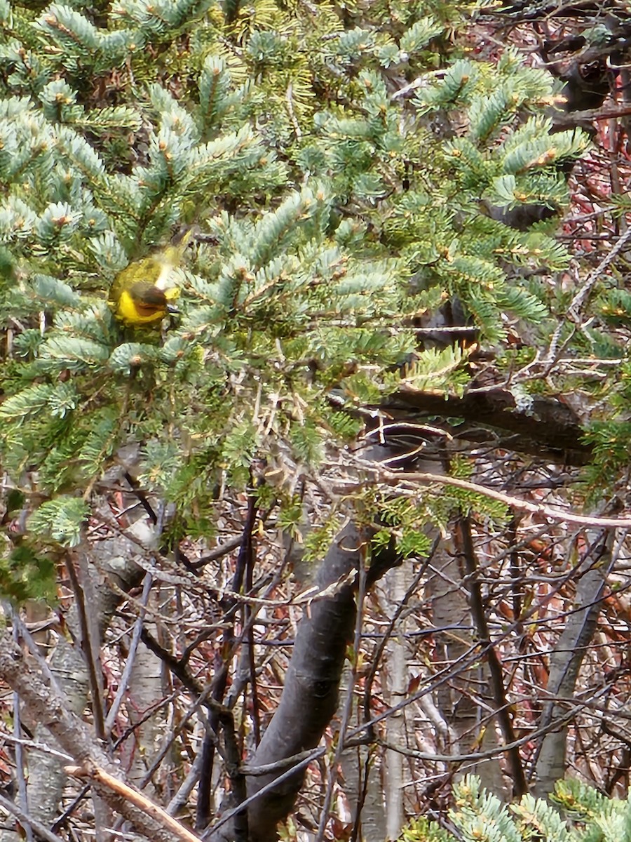 Cape May Warbler - Kathrynne & Paul Baumtrog