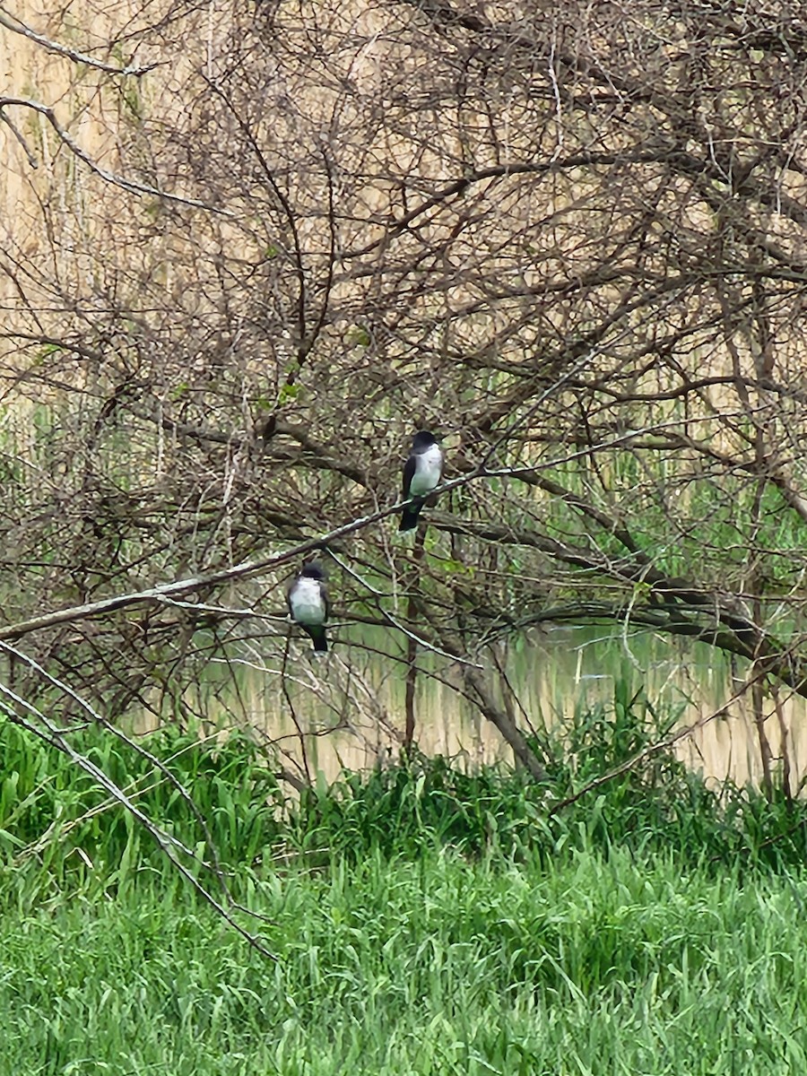 Eastern Kingbird - ML618671610