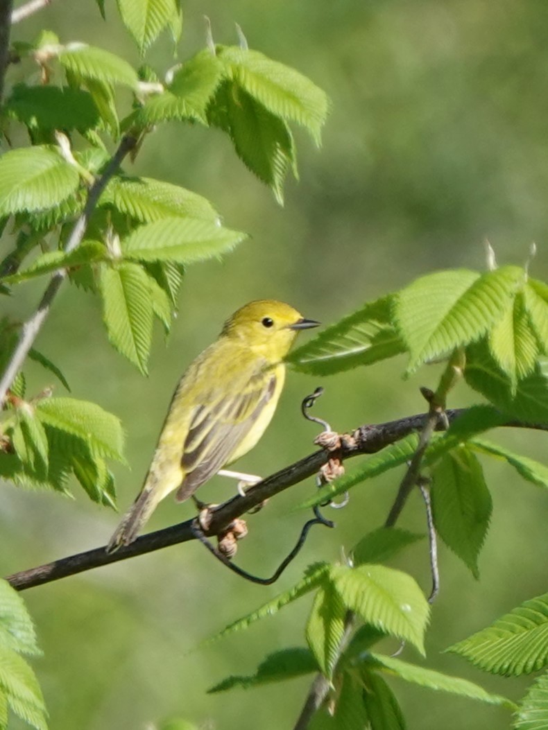 Yellow Warbler - ML618671616