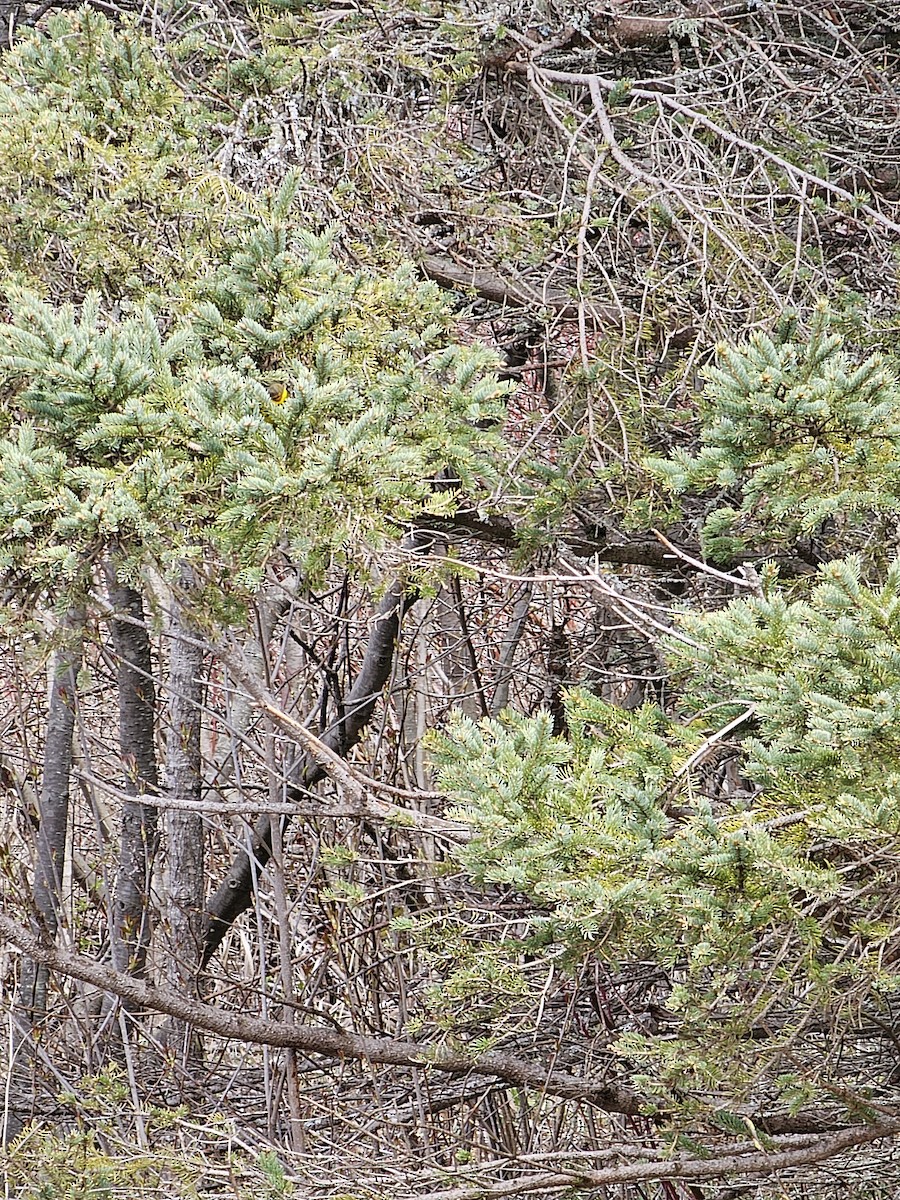 Cape May Warbler - ML618671631