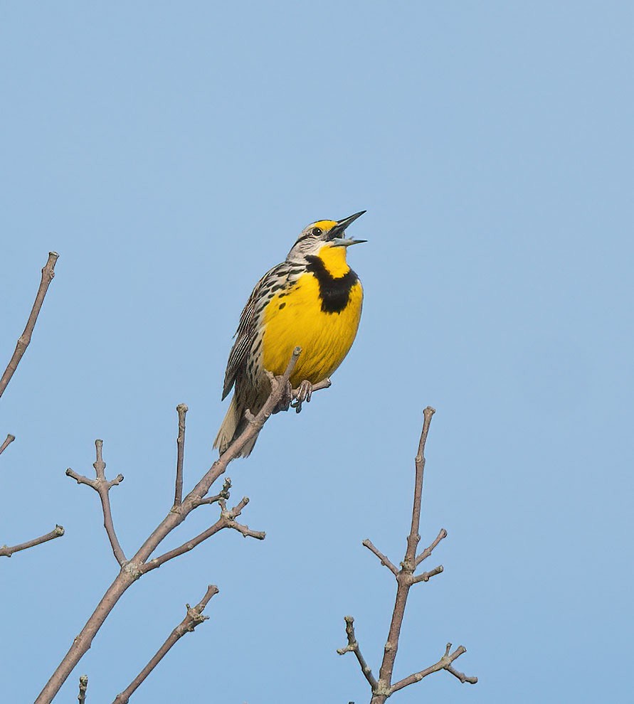 Eastern Meadowlark - ML618671639