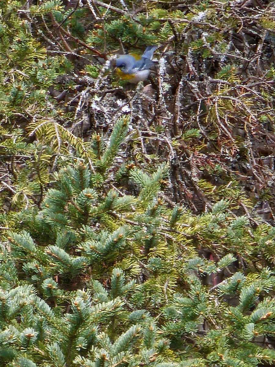 Northern Parula - ML618671649