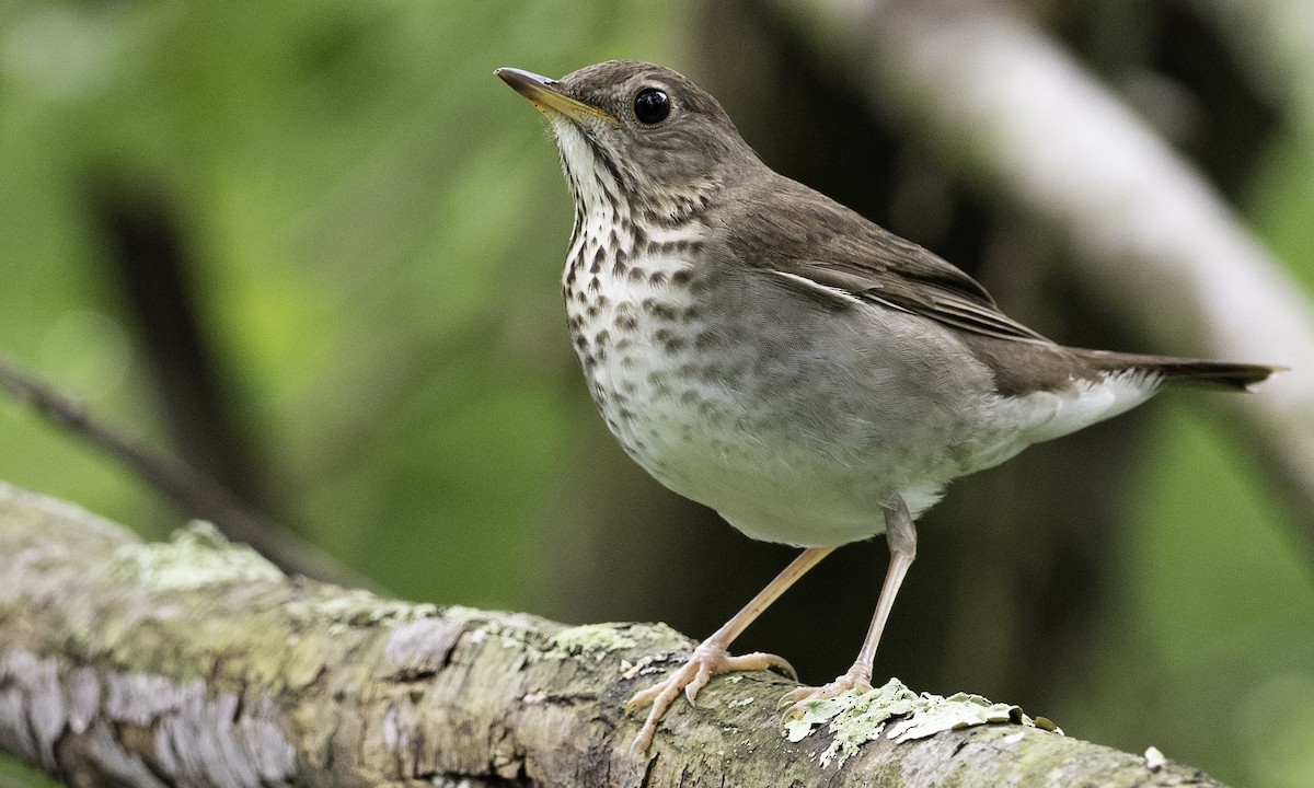 Gray-cheeked Thrush - ML618671651