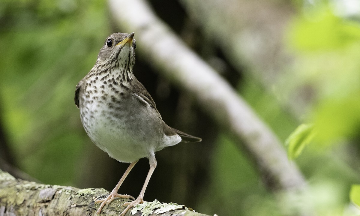 Gray-cheeked Thrush - ML618671653