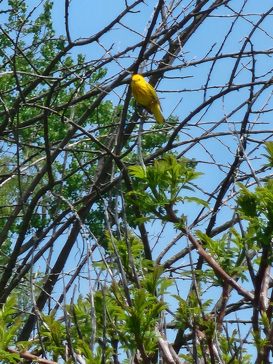 Yellow Warbler - ML618671654