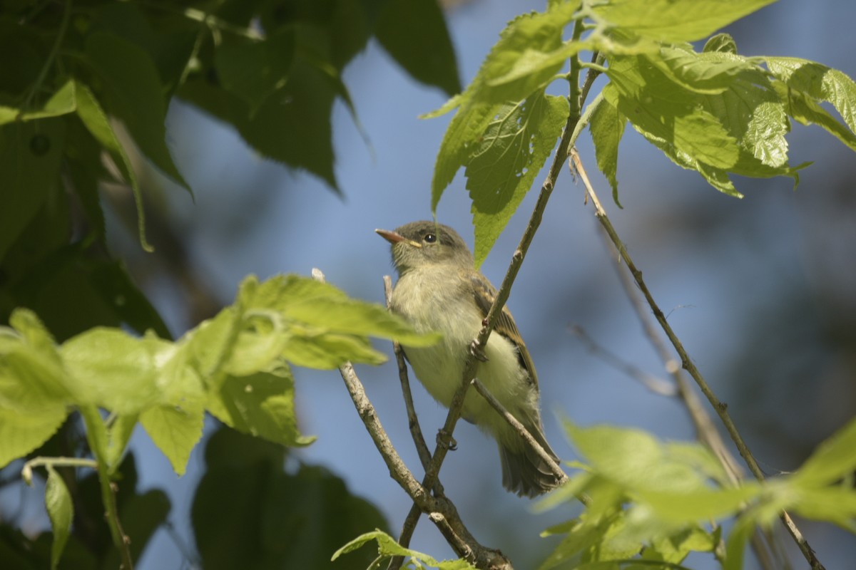 Eastern Phoebe - Jarrod Brantley