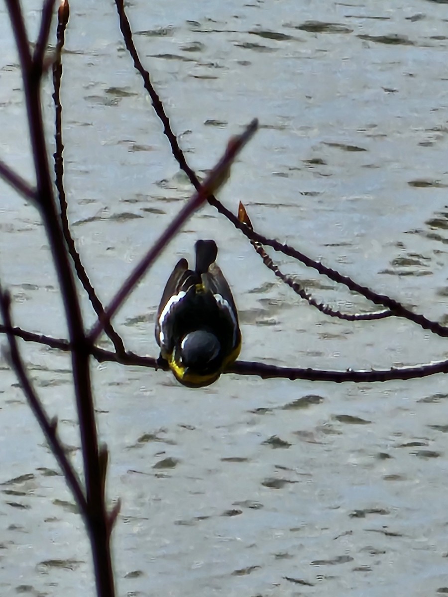 Magnolia Warbler - Kathrynne & Paul Baumtrog