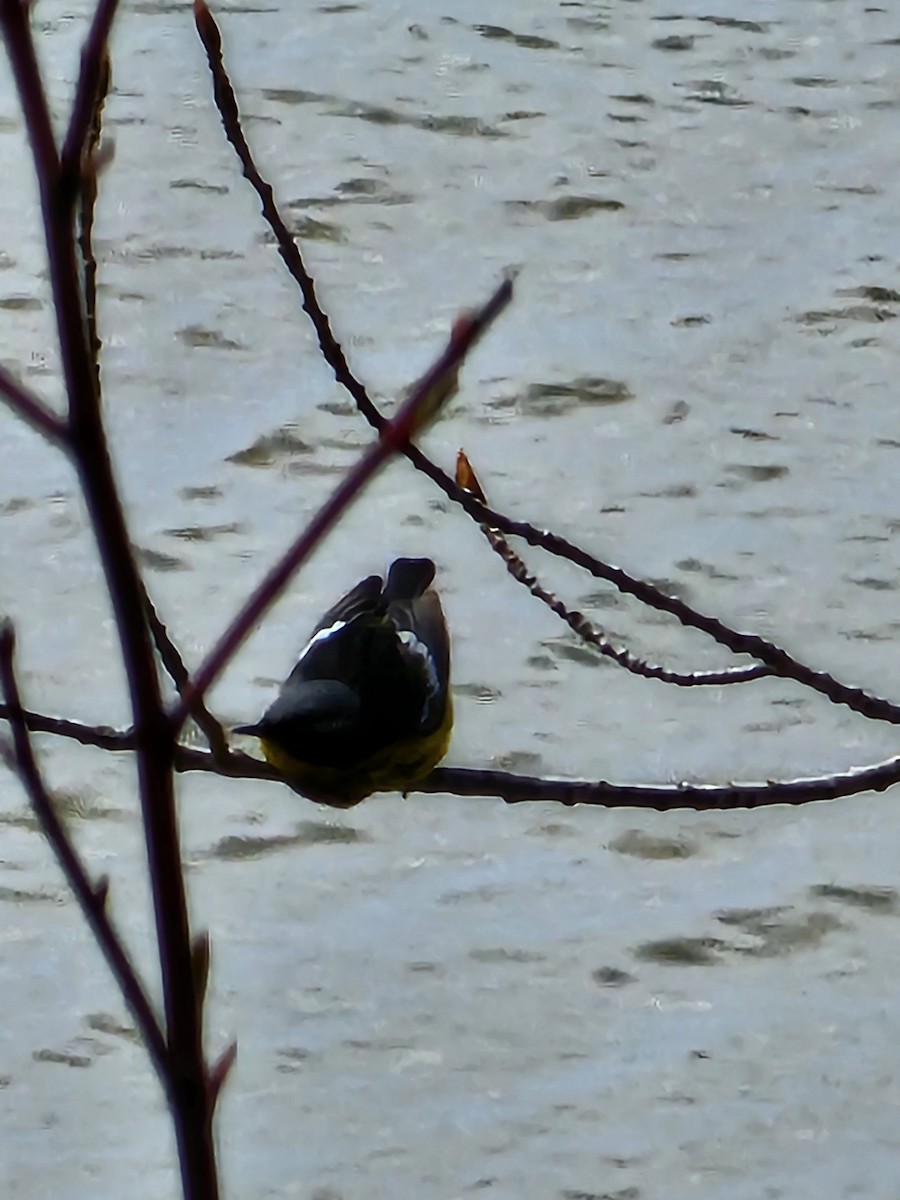 Magnolia Warbler - ML618671684