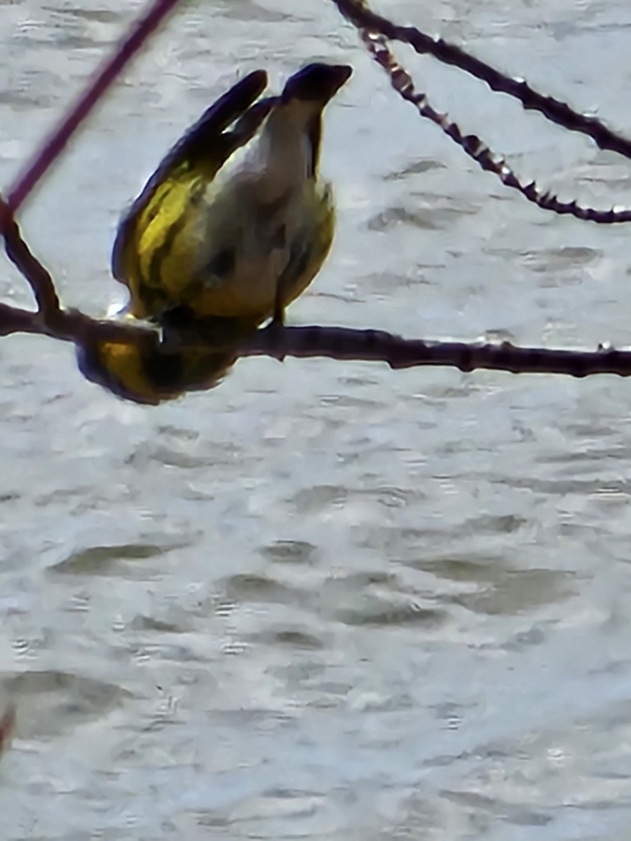 Magnolia Warbler - ML618671685