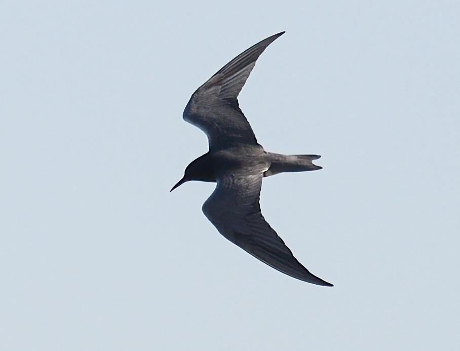 Black Tern - Jerry Ting