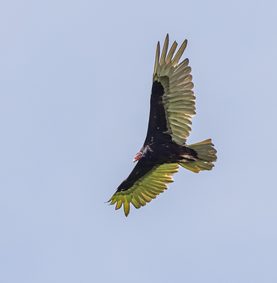 Turkey Vulture - ML618671722