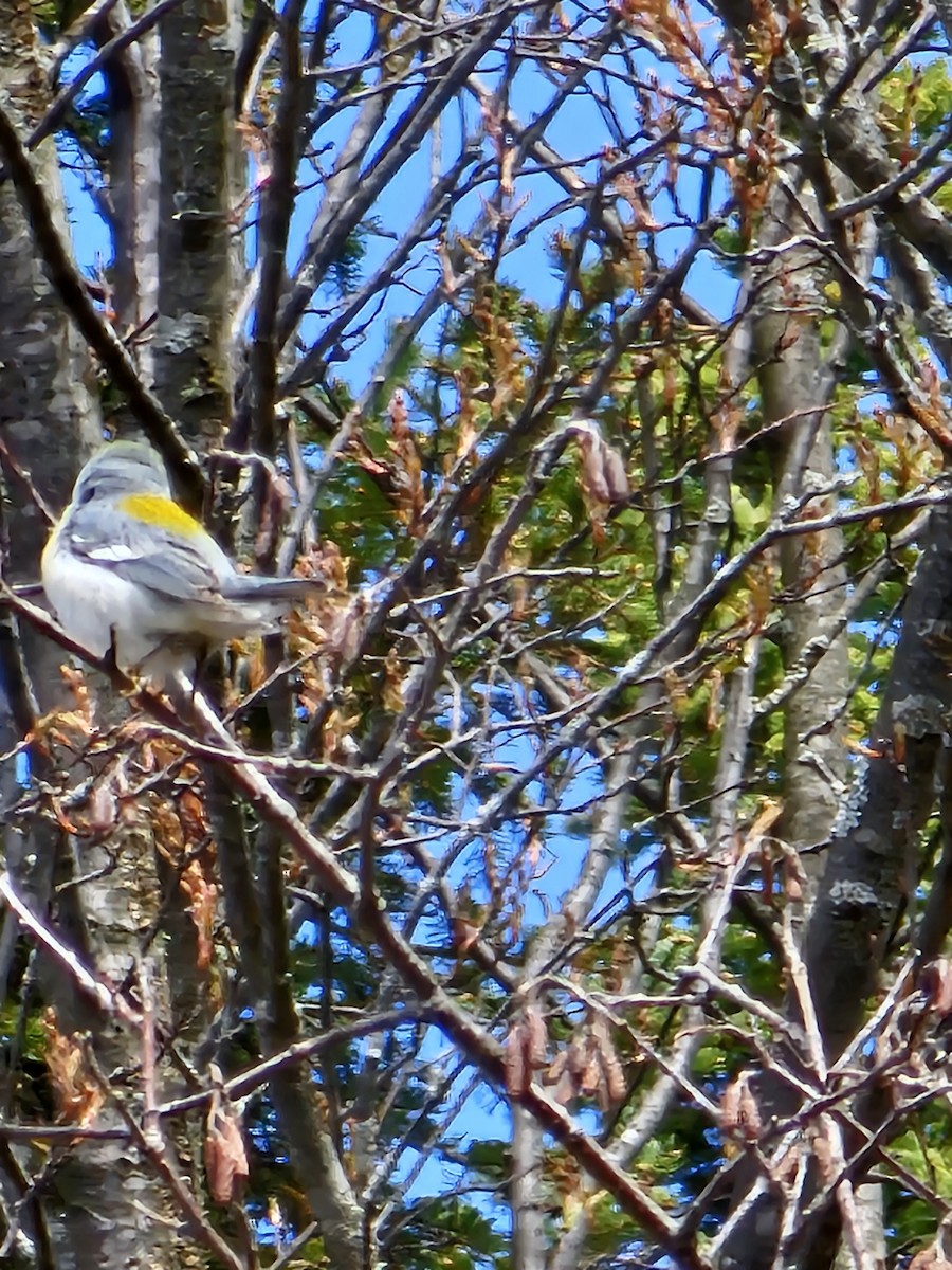 Northern Parula - ML618671731