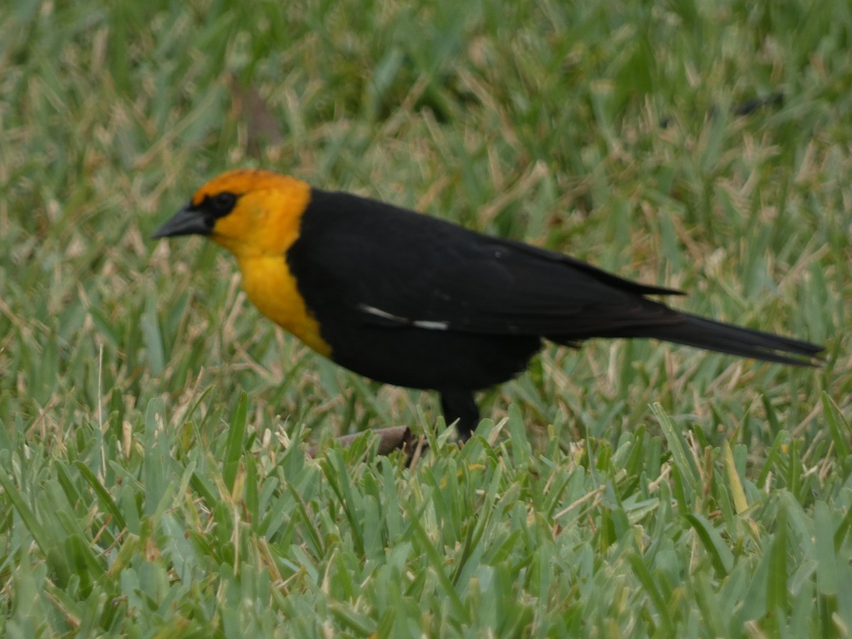 Yellow-headed Blackbird - Matthew Rathgeber