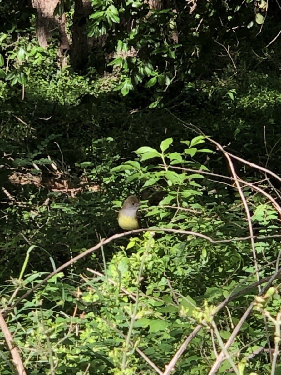 Great Crested Flycatcher - ML618671763