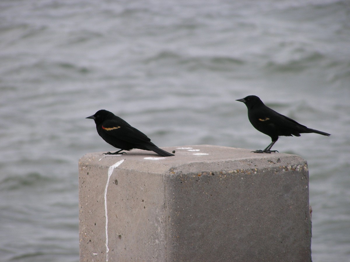 Red-winged Blackbird - ML618671764