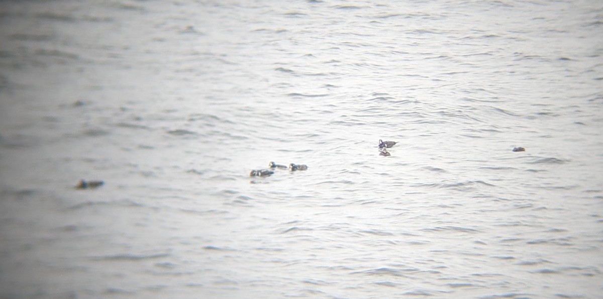 Harlequin Duck - ML618671773