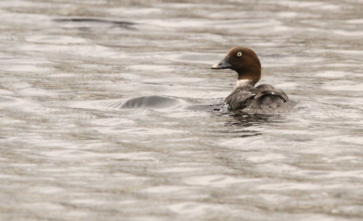 Common Goldeneye - ML618671797