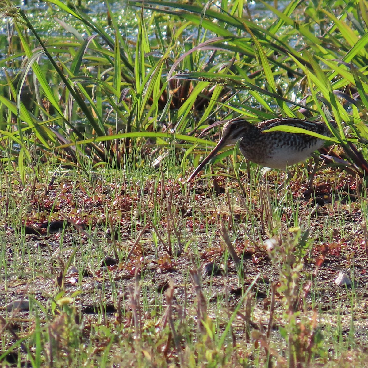 Wilson's Snipe - ML618671808