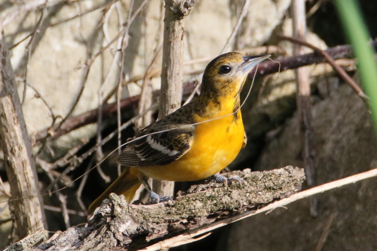 Baltimore Oriole - ML618671815