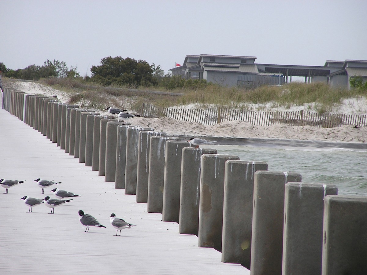 Laughing Gull - ML618671836