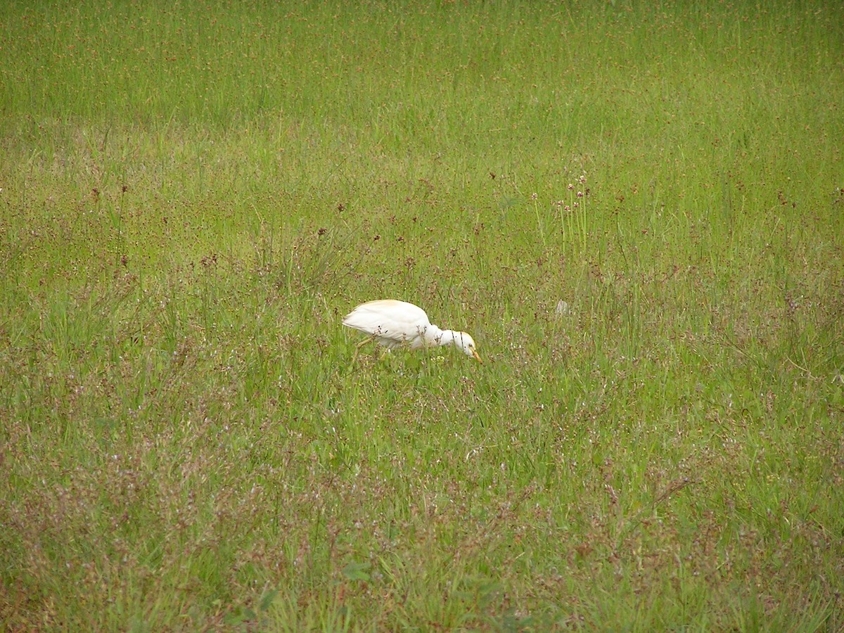 Western Cattle Egret - ML618671839