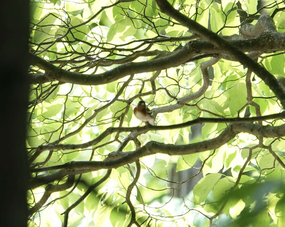 Bay-breasted Warbler - ML618671844