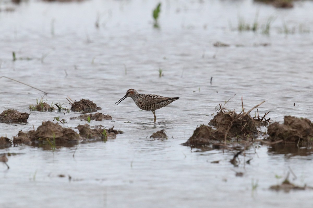 Stilt Sandpiper - ML618671861