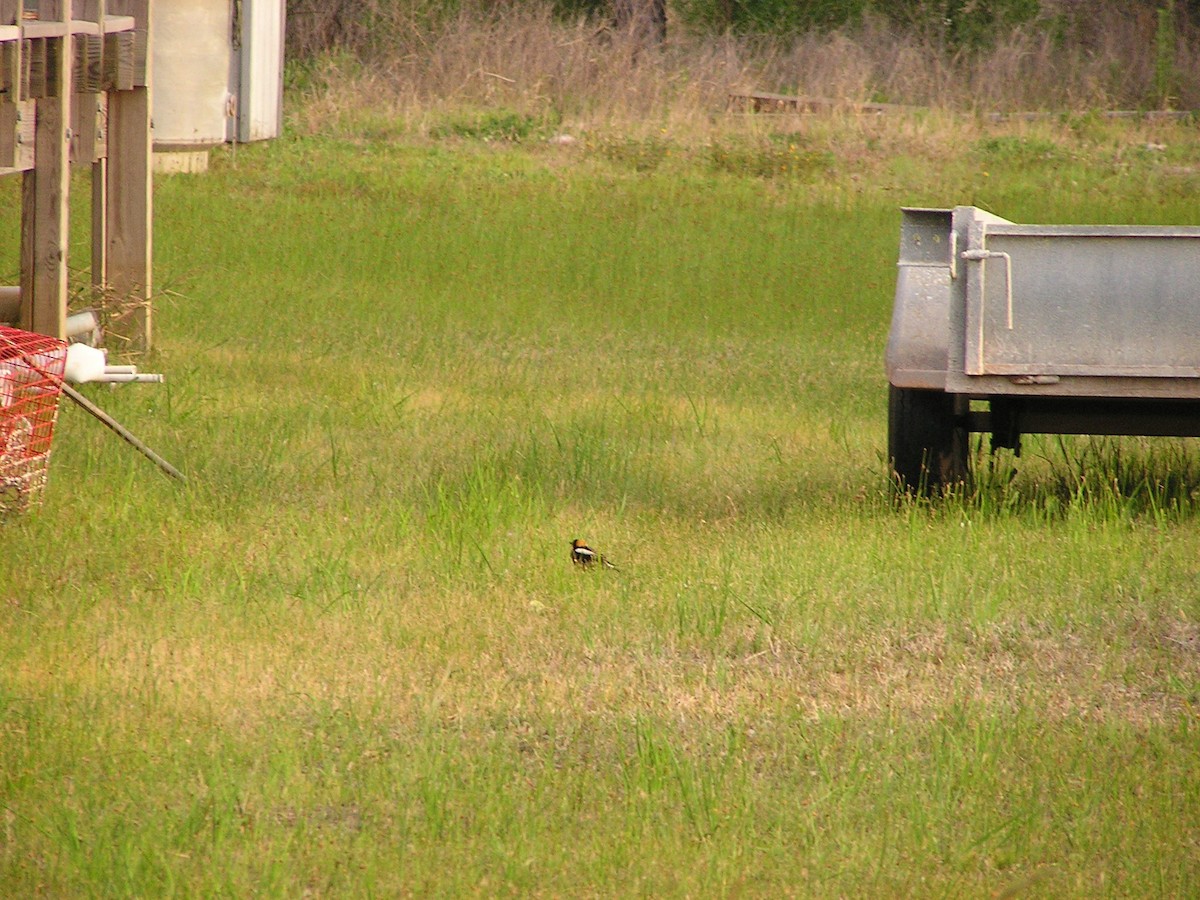 bobolink americký - ML618671883