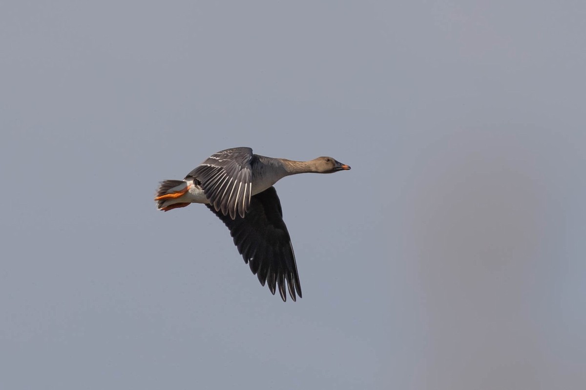 Tundra Bean-Goose - Serhii Petrovych