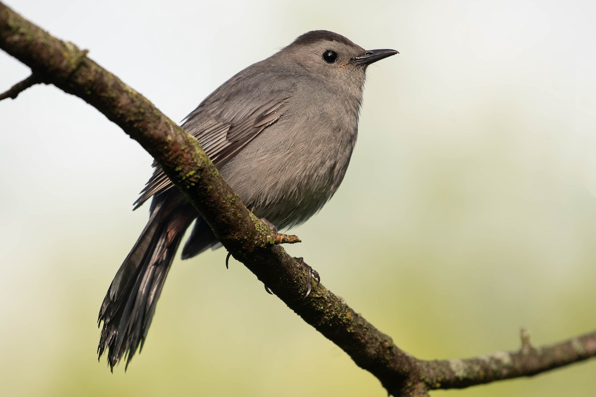 Gray Catbird - Amiel Hopkins