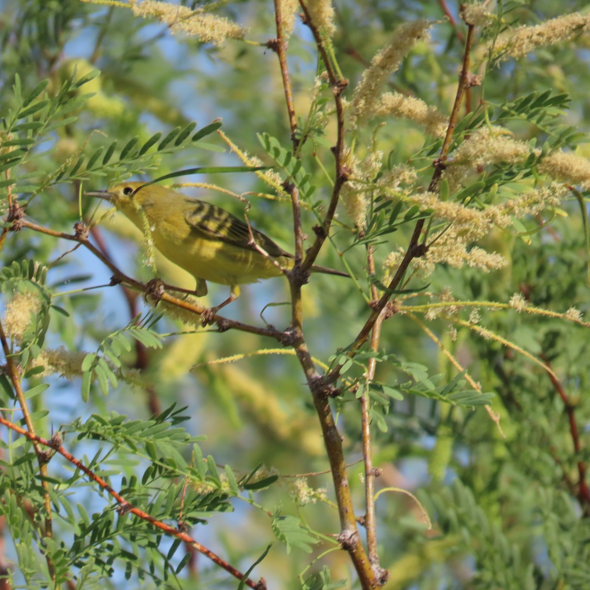 Yellow Warbler - Robert Theriault