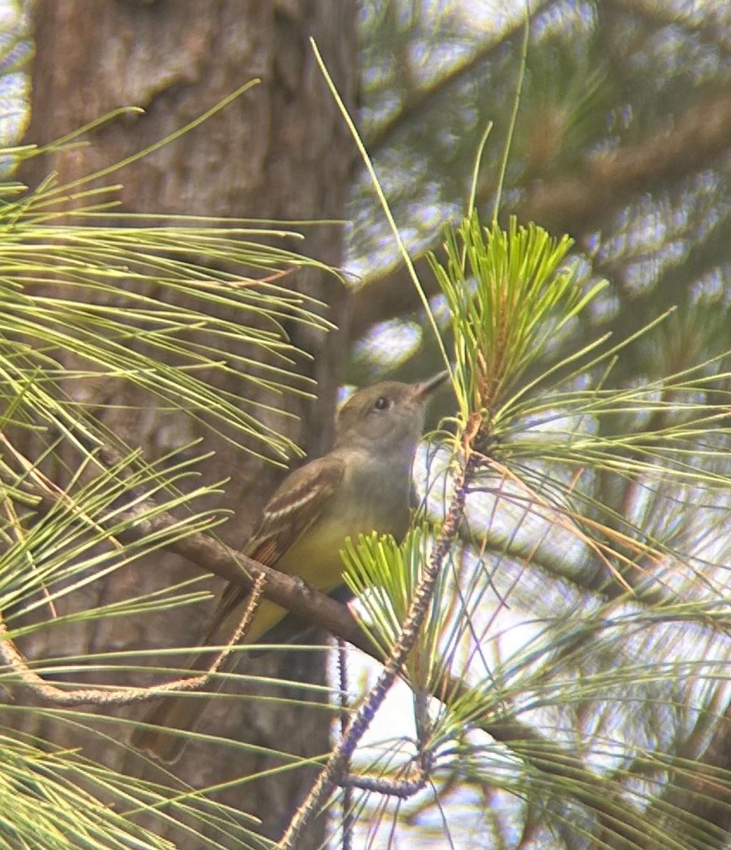 Great Crested Flycatcher - ML618672050