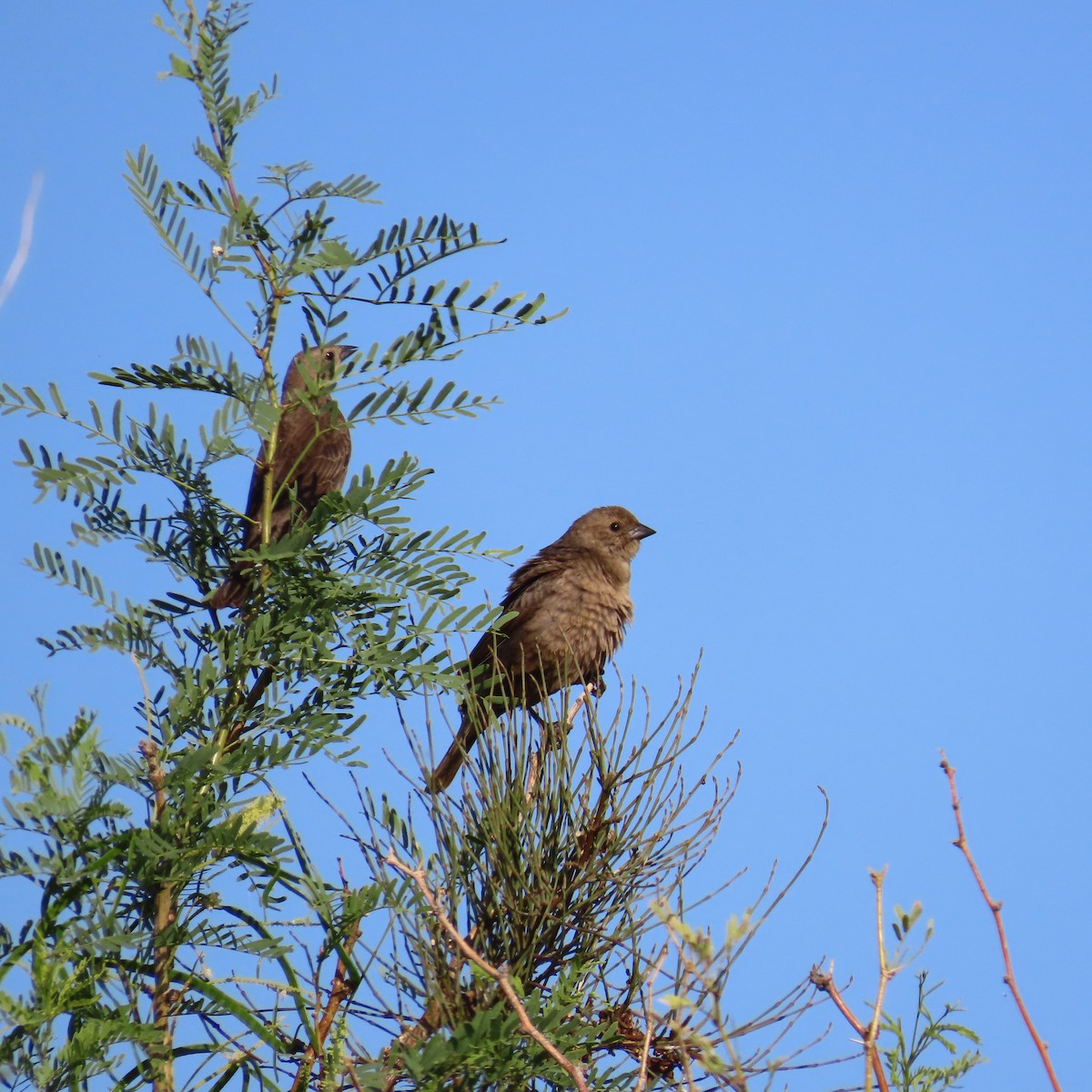 Brown-headed Cowbird - ML618672140