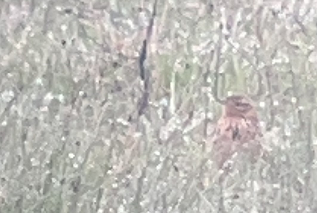 Red-throated Pipit - ML618672145