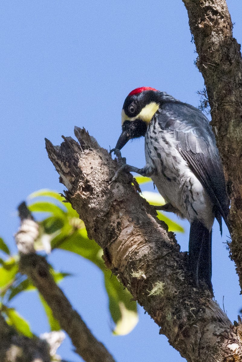 Acorn Woodpecker - ML618672152