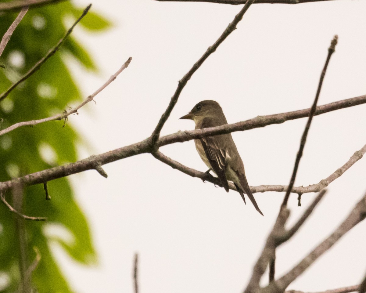 Olive-sided Flycatcher - Evan Speck