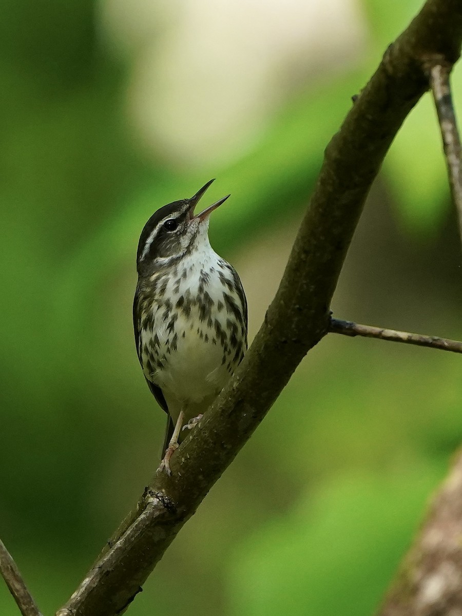 Louisiana Waterthrush - ML618672165