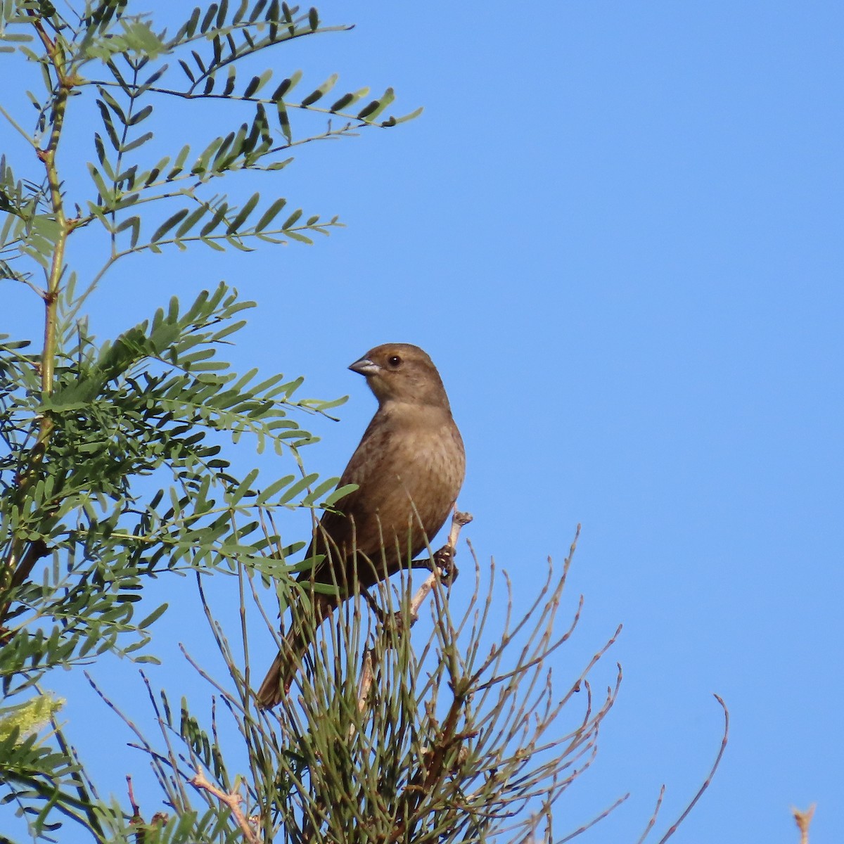 Brown-headed Cowbird - Robert Theriault