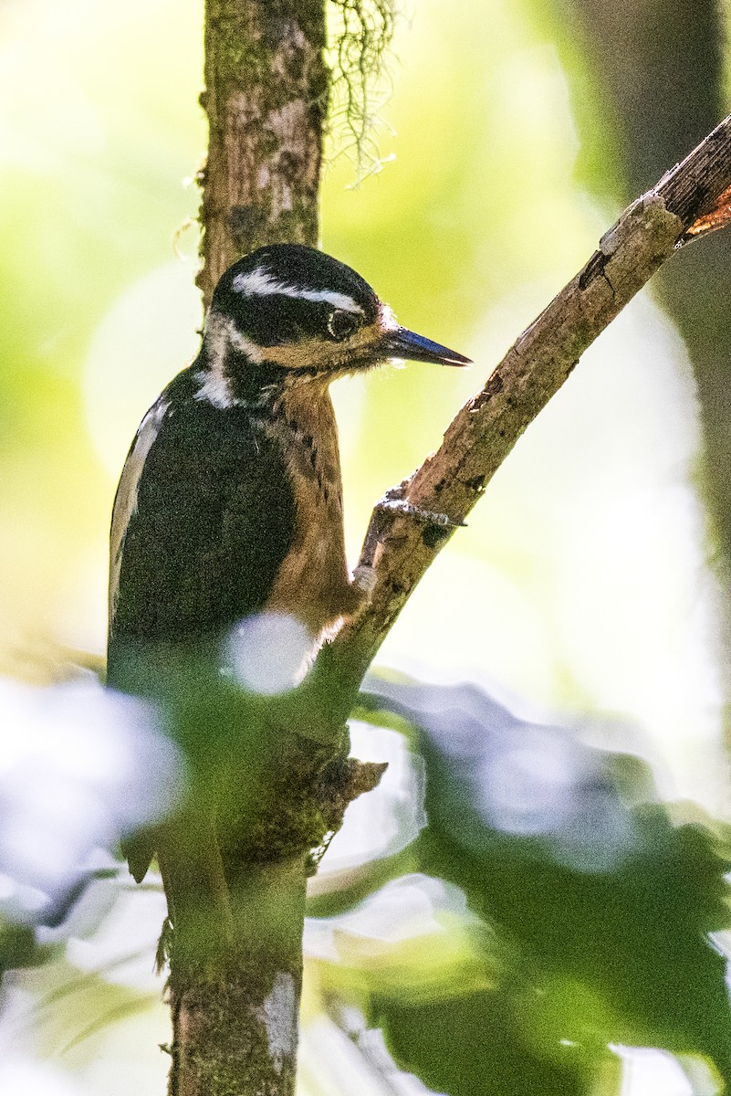 Hairy Woodpecker - Karina Ortega