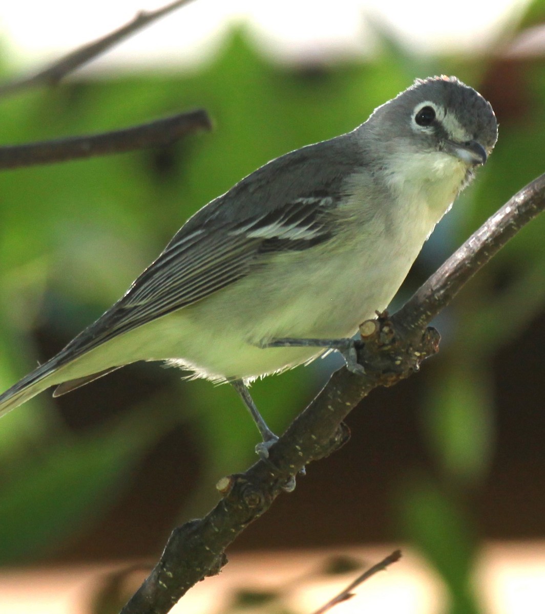 Plumbeous Vireo - Ken Lamberton