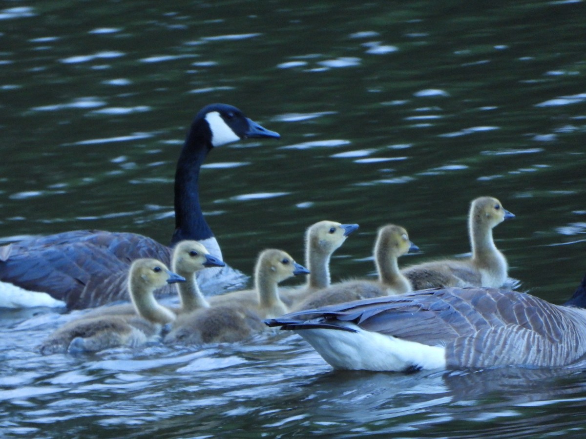 Branta kanadar handia - ML618672256