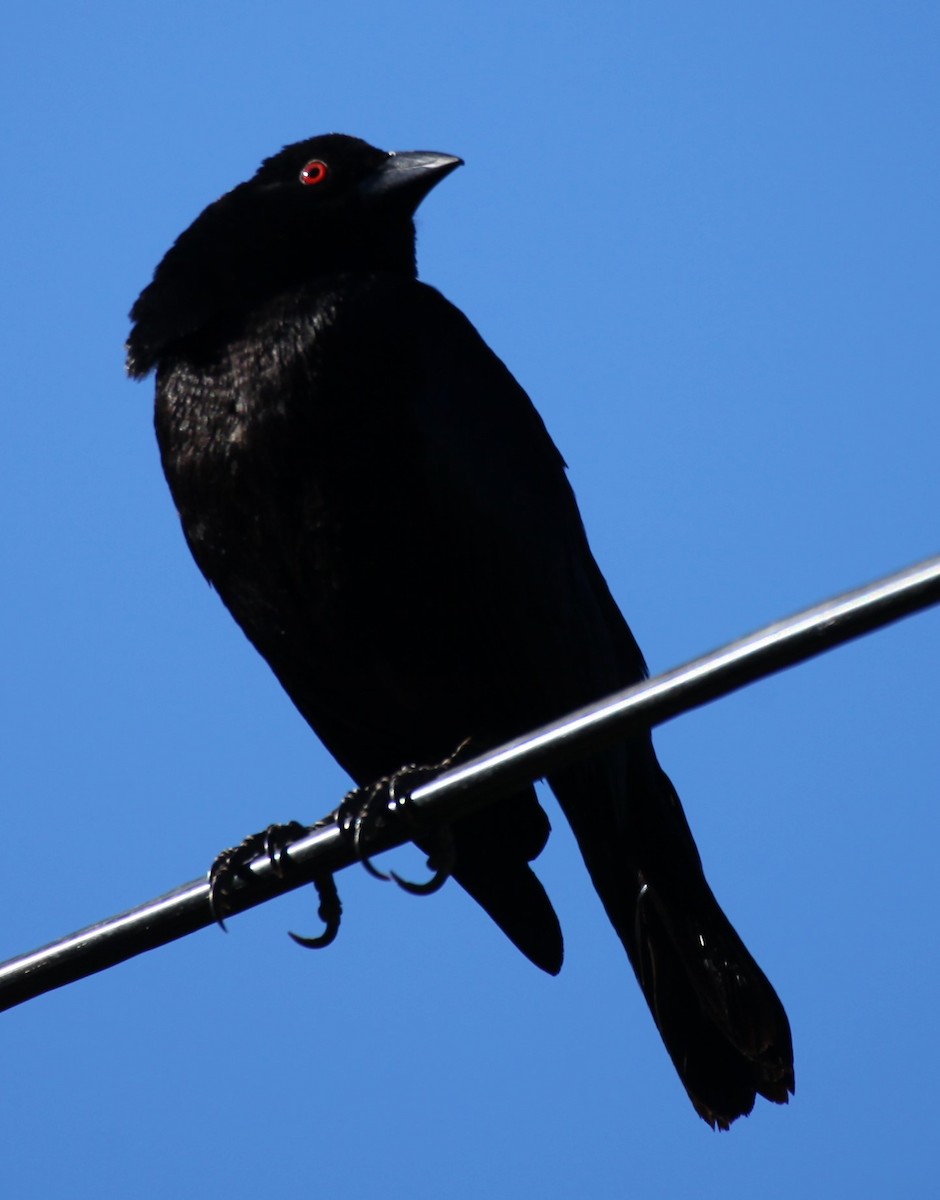 Bronzed Cowbird - Ken Lamberton